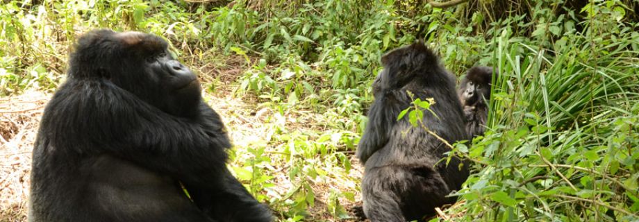 Ruanda – Ein Tag auf den Spuren der Berggorillas