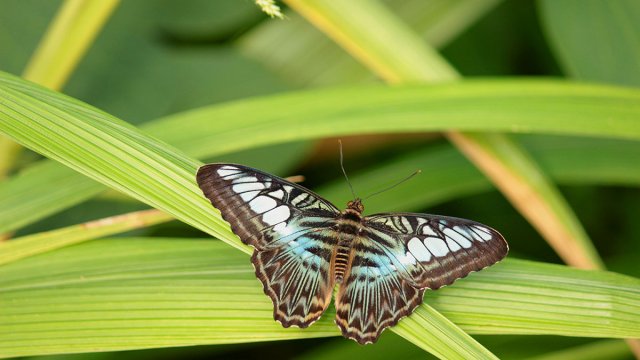 Ausflugstipp Papiliorama